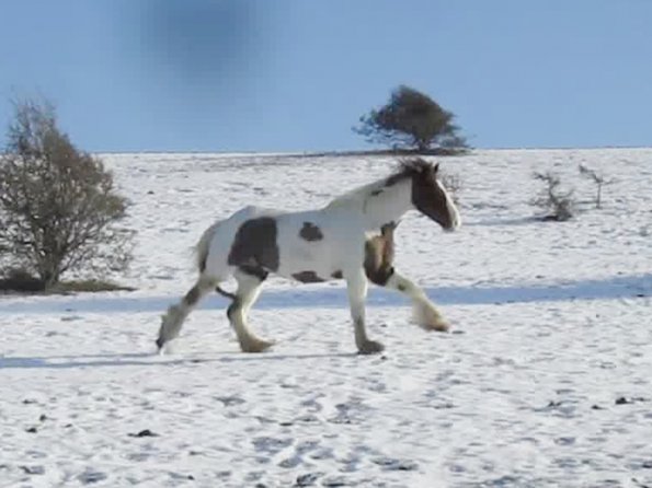 Lance canter back (6)