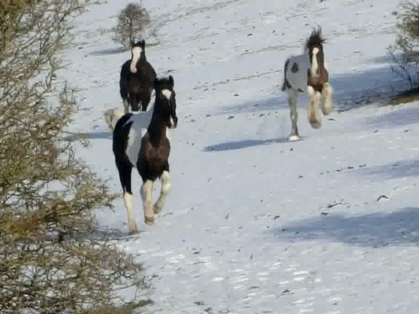 Lance JD and JEss canter back
