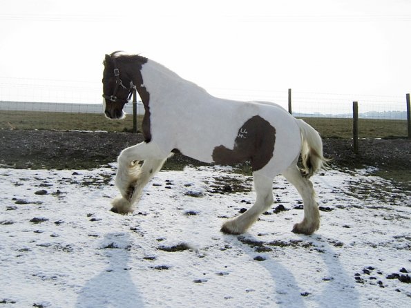 Lance left canter (2)