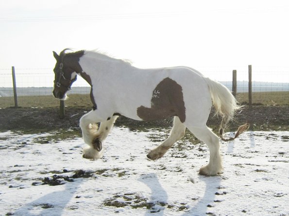 Lance left canter (3)