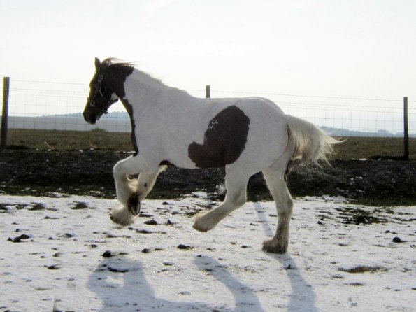 Lance left canter (4)