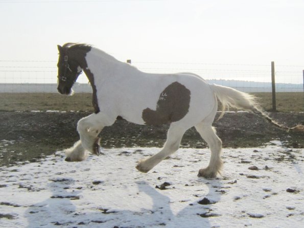 Lance left canter (5)