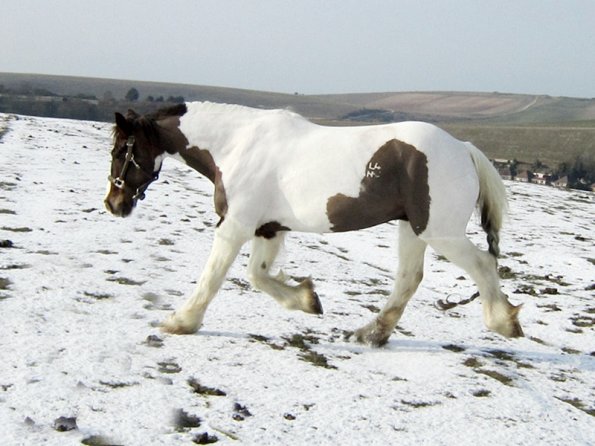 Lance left trot (11)