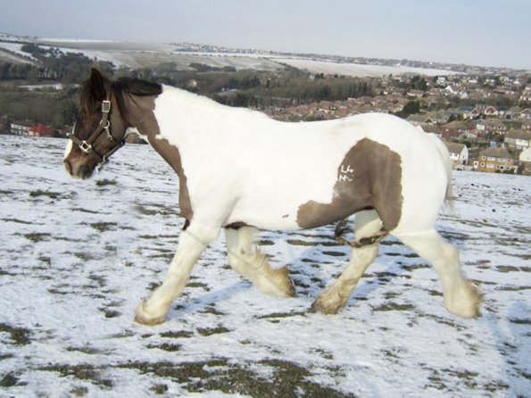 Lance left trot (12)