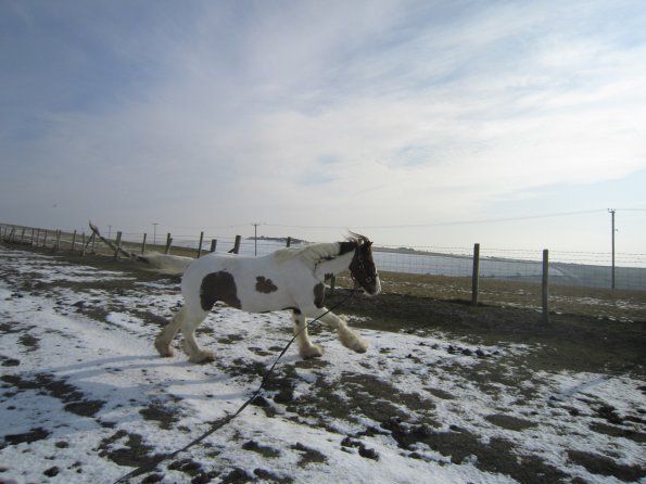 Lance right canter (2)