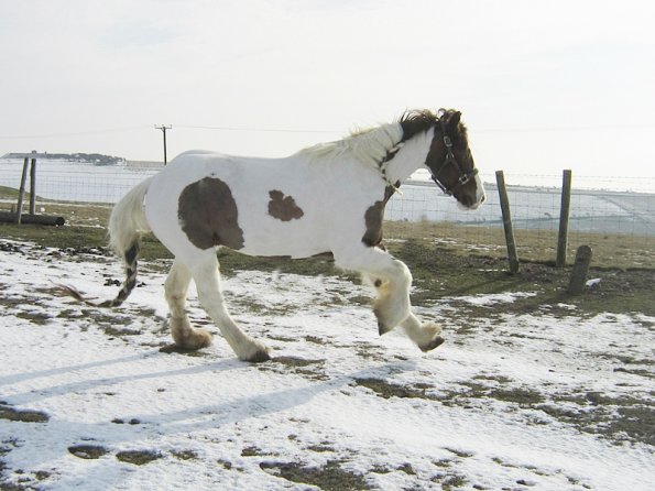 Lance right canter (3)