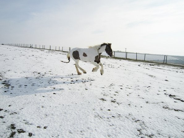 Lance right canter (4)