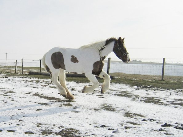 Lance right canter (5)