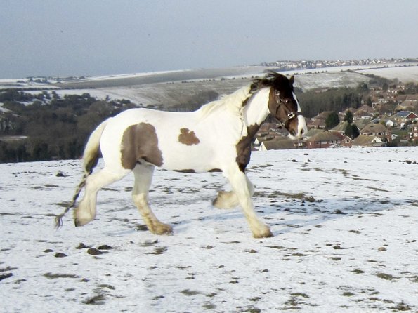 Lance right trot (2)