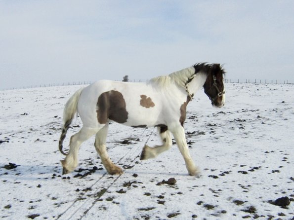 Lance right trot (3)