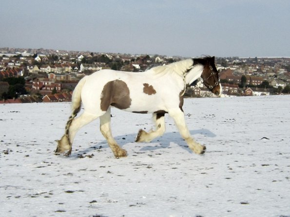 Lance right trot (4)