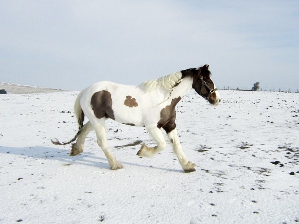 Lance right trot (5)