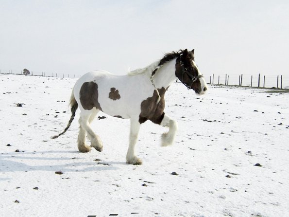 Lance right trot (6)