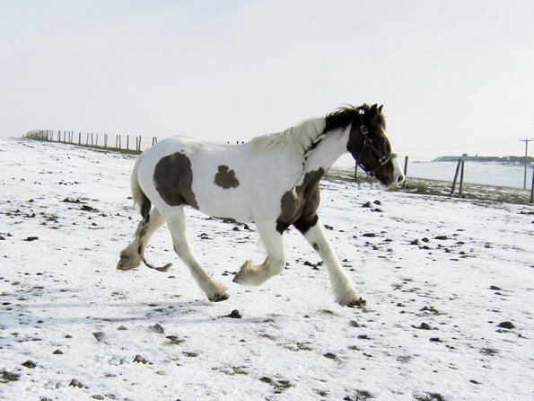 Lance right trot (7)