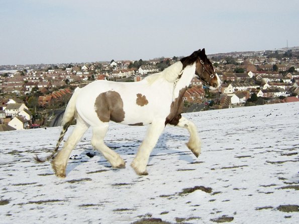 Lance right trot (8)