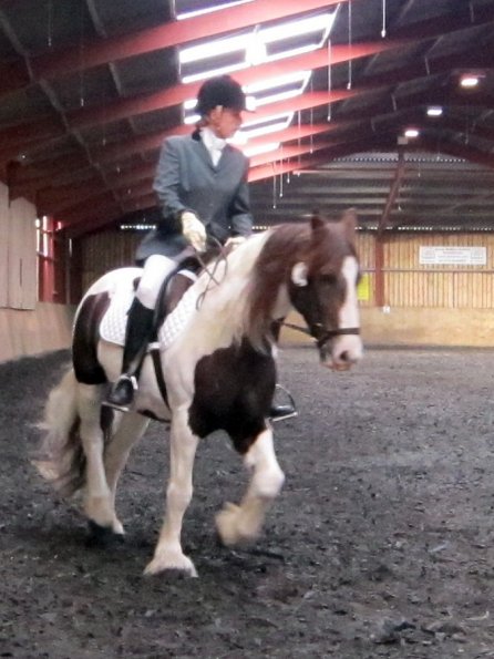 Plumptong dressage warmup (2)