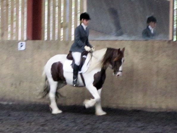 Plumptong dressage warmup (4)