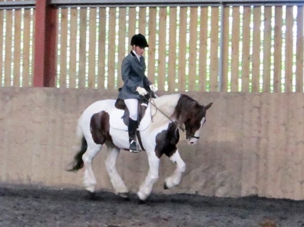 Plumptong dressage warmup (6)