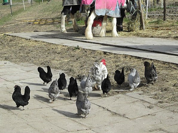 Chickens (3)