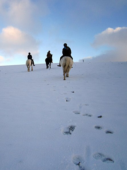 Ponies in the snow (10)