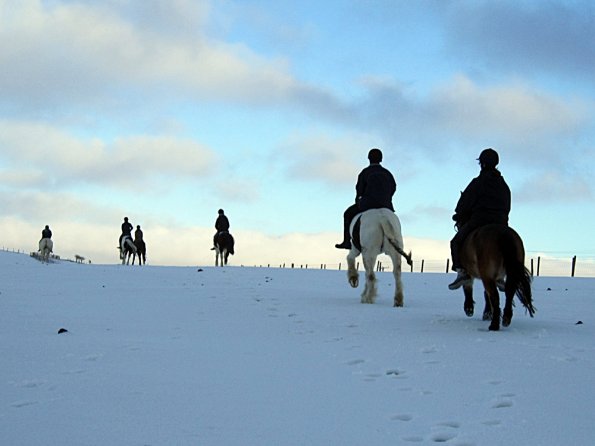 Ponies in the snow (11)