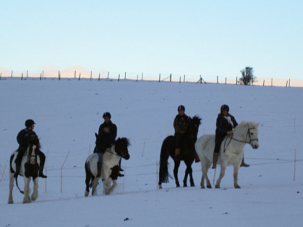 Ponies in the snow (12)