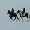 Ponies in the snow (13)