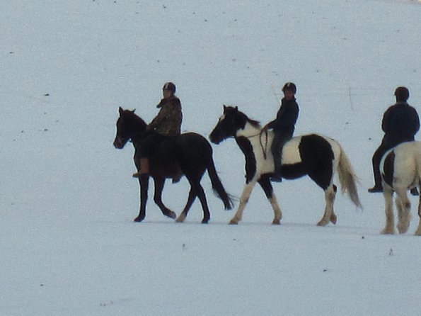 Ponies in the snow (13)