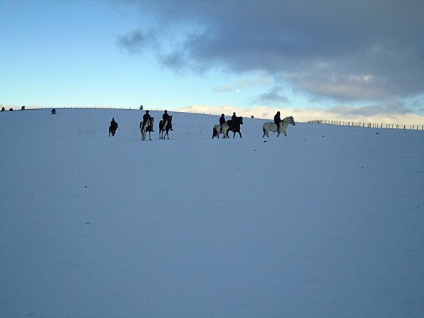Ponies in the snow (14)