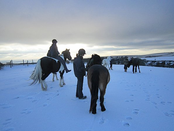 Ponies in the snow (15)