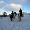 Ponies in the snow (16)