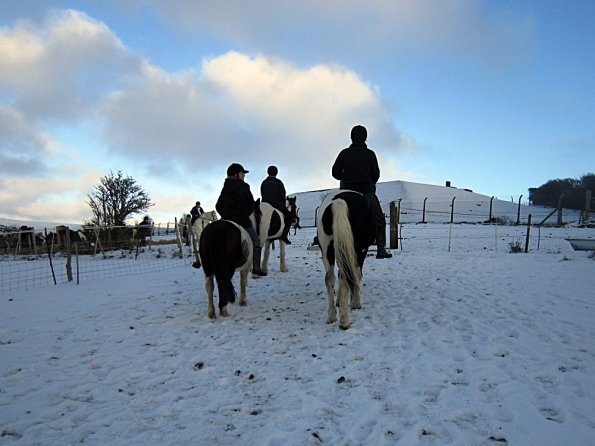 Ponies in the snow (16)