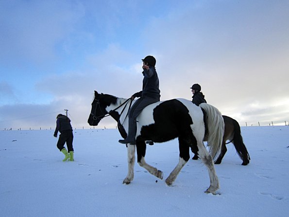 Ponies in the snow (17)