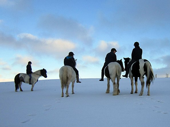 Ponies in the snow (18)
