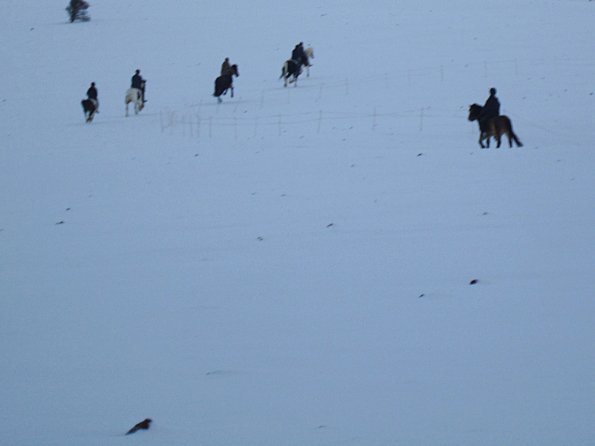 Ponies in the snow (2)