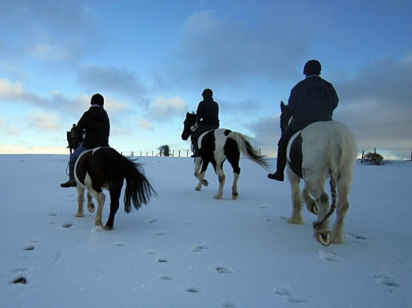 Ponies in the snow (20)