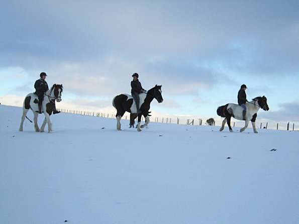 Ponies in the snow (3)