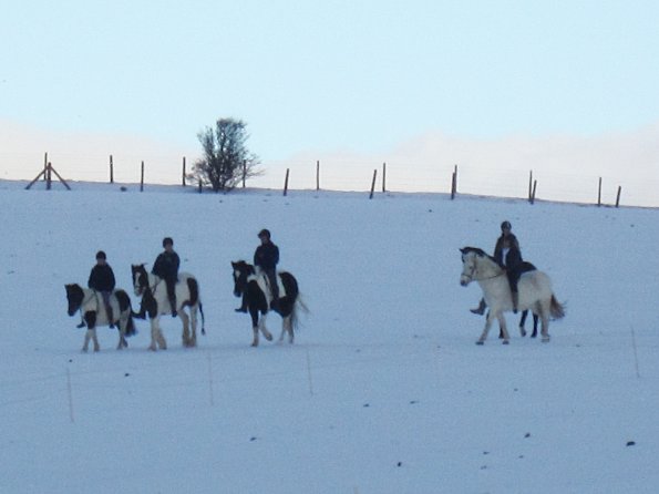 Ponies in the snow (5)