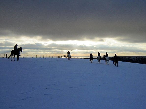 Ponies in the snow (6)