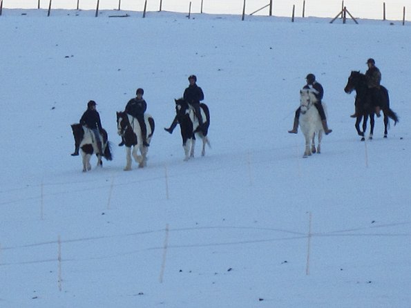 Ponies in the snow (7)