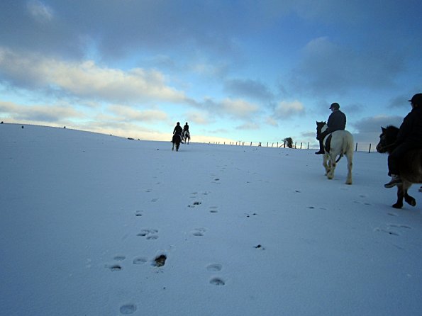 Ponies in the snow (8)