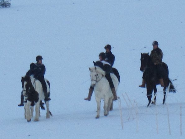 Ponies in the snow (9)