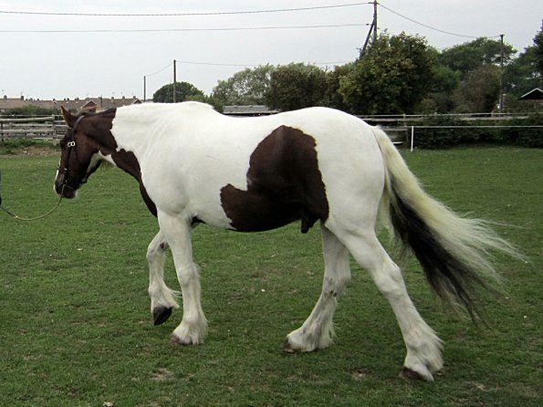 Lance coloured in hand (6)