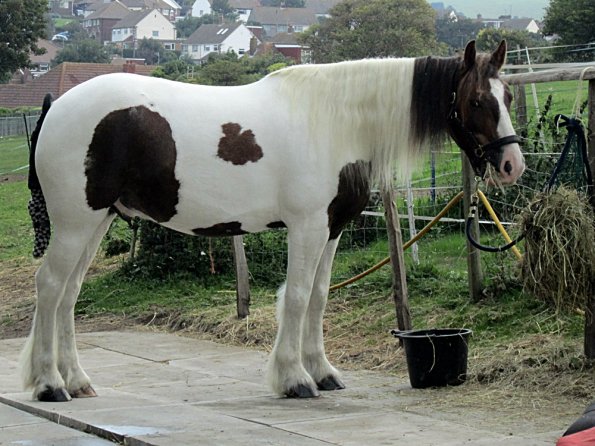 Preparations on the yard (5)