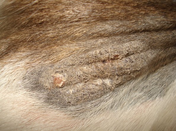 Lancelot- 7 days later.JPG