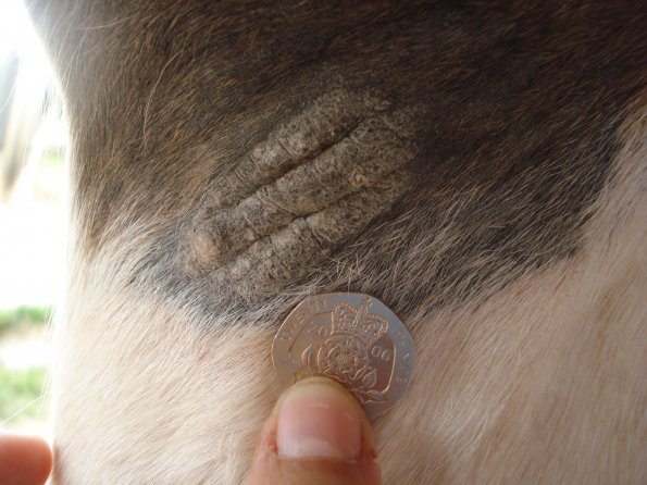 Lancelot mixed sarcoid 2.JPG