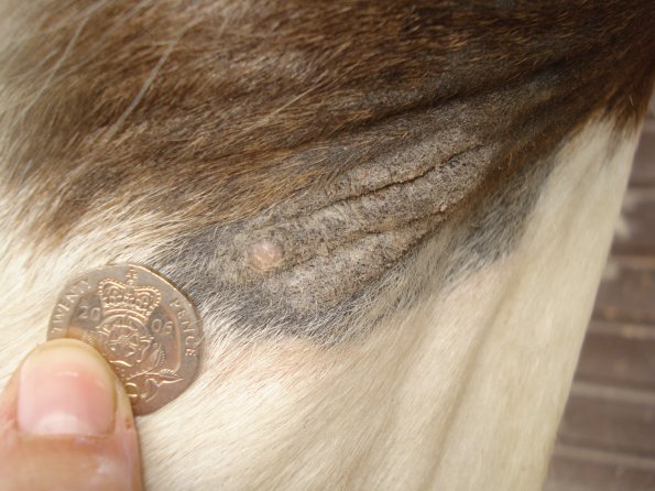 Lancelot mixed sarcoid.JPG