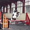 Show jumping