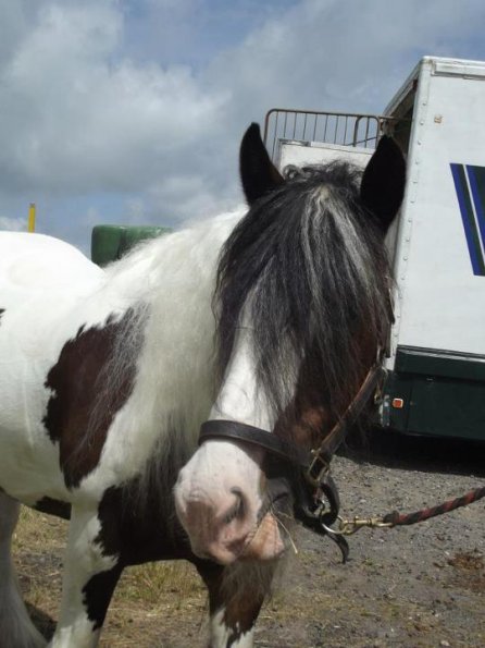 Lucy at the trailer 1