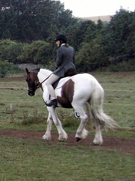 Handsomest gelding (12)